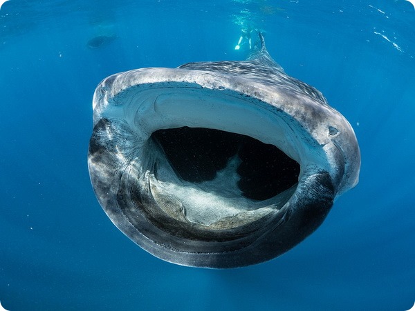 Совершенно безобидная  для человека китовая акула