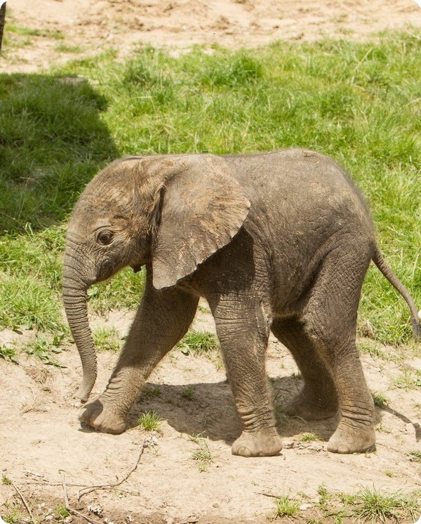 В парке дикой природы Хоулетс родился слоненок