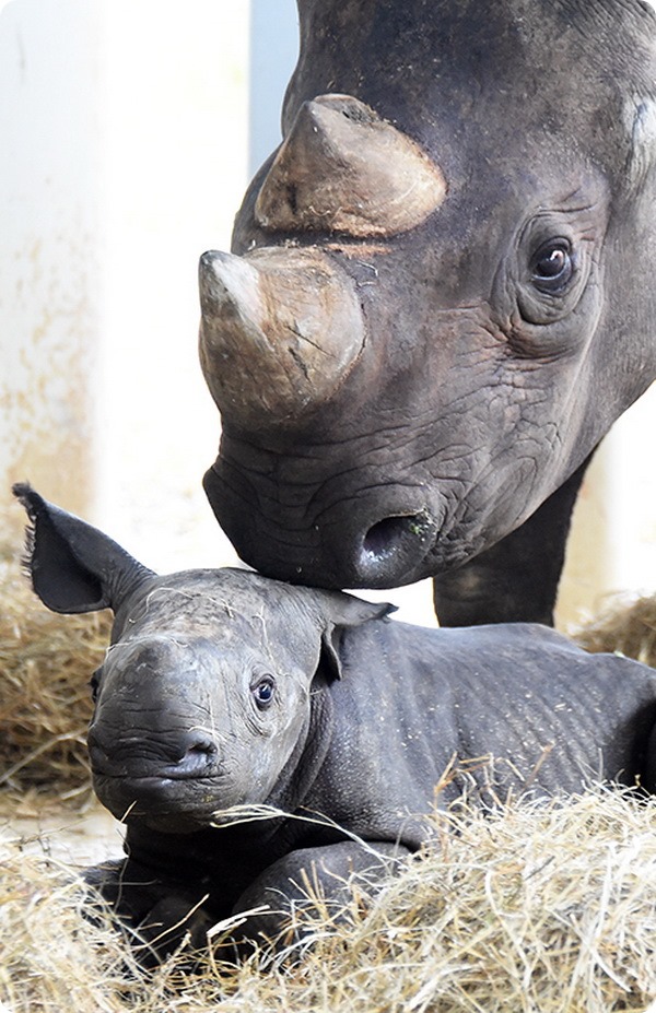 Детеныш черного носорога из зоопарка Майами