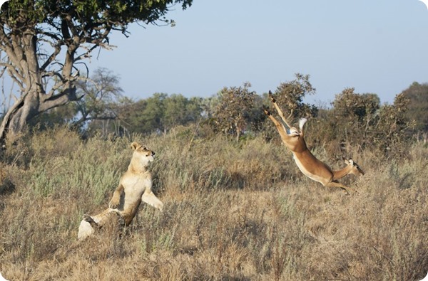 Спасительный прыжок импалы в заповеднике Ботсваны