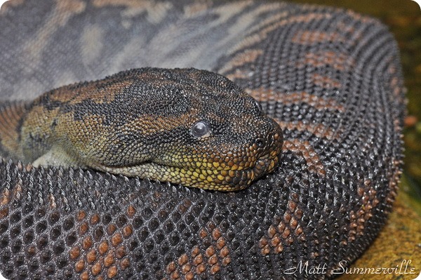 Арафурская бородавчатая змея (лат. Acrochordus arafurae)