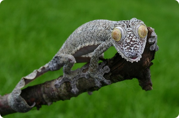 Мадагаскарский плоскохвостый геккон (лат. Uroplatus fimbriatus)