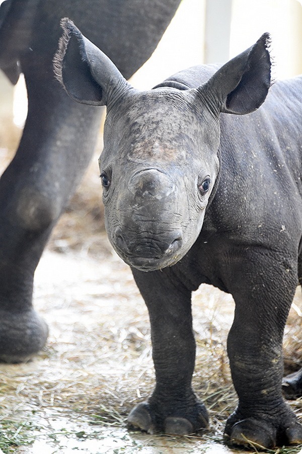 Детеныш черного носорога из зоопарка Майами