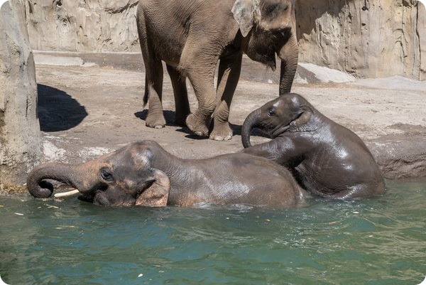 Азиатский слоненок Лили наслаждается купанием