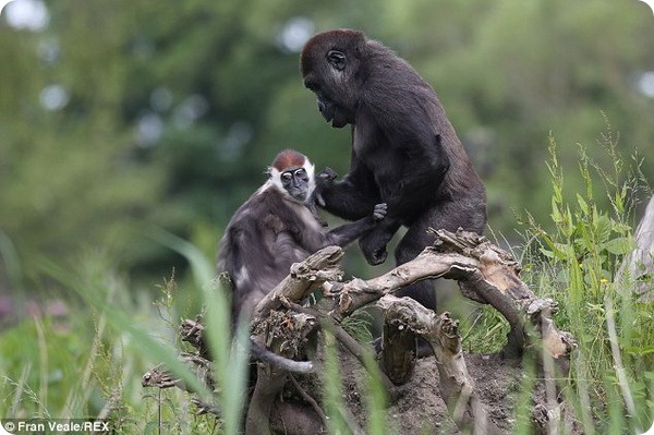 Мангобей и горилла—удивительная дружба