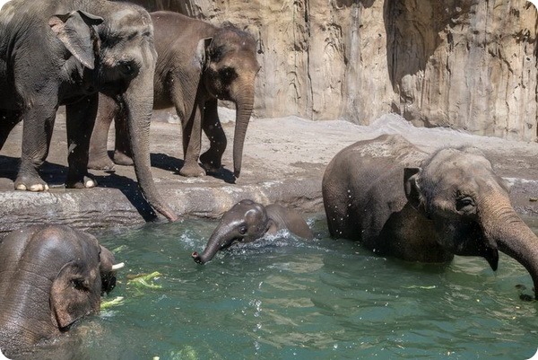 Азиатский слоненок Лили наслаждается купанием