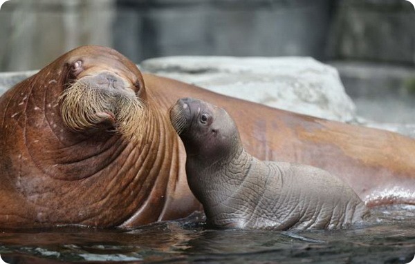 В немецком зоопарке на свет появился детеныш моржа