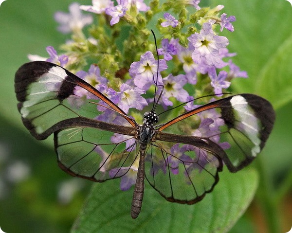 Грета Ото (лат.Greta oto), или стеклянная бабочка