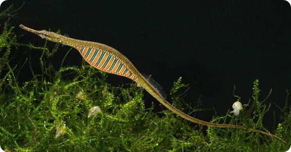 Радужная пресноводная рыба-игла (лат. Microphis deocata)
