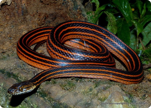 Красно-черная полосатая змея (лат. Bothrophthalmus lineatus)