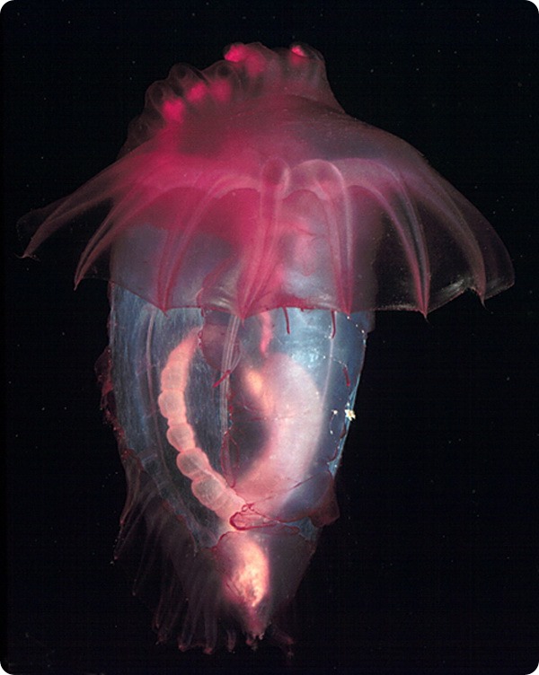 Розовый морской огурец (лат. Enypniastes eximia)
