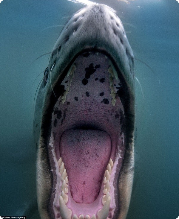 Морской леопард с удовольствием позирует для фотографа 