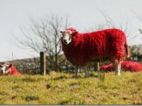 Красные овцы
