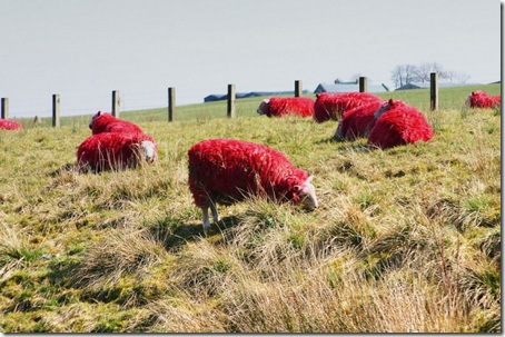 Красные овцы