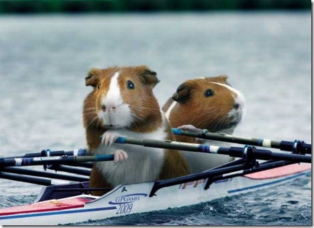 Морские свинки на Олимпиаде