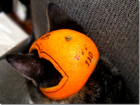 Шлем для кошки