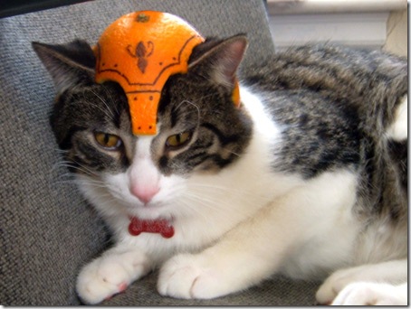 Шлем для кошки