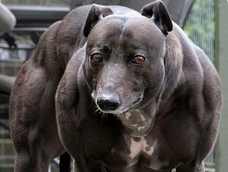 Самая мускулистая собака в мире – ZooPicture.ru