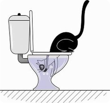 кошка в туалете