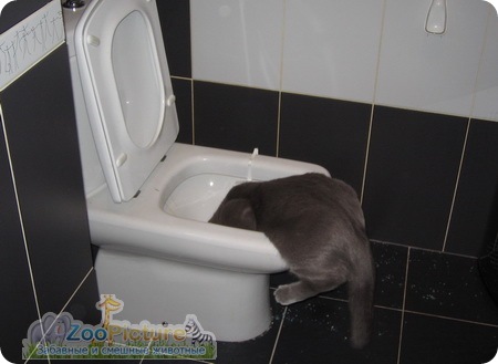 кошка в туалете