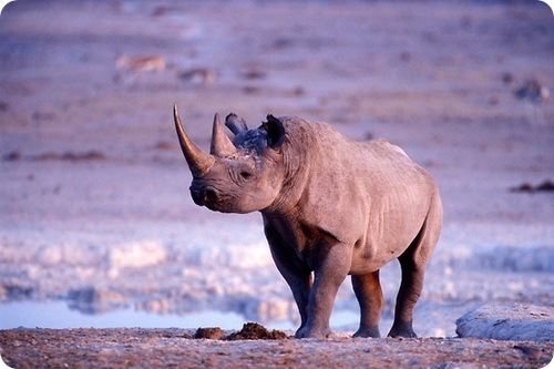 Национальный парк Этоша в Намибии.