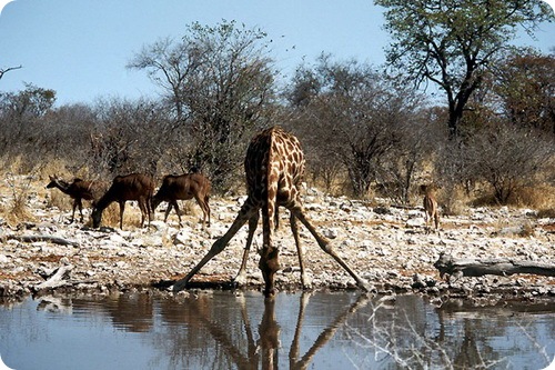 Национальный парк Этоша в Намибии.