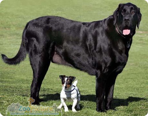 Самая большая собака Великобритании