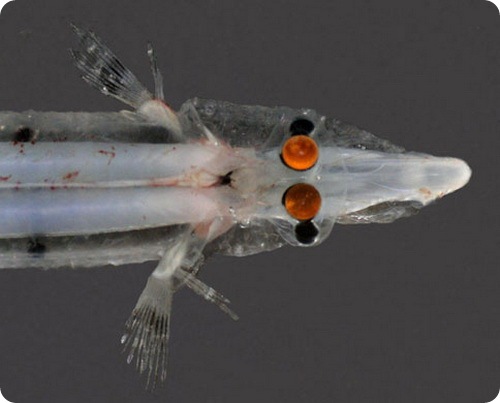 Четырехглазая рыба (лат. Bathylychnops exilis)