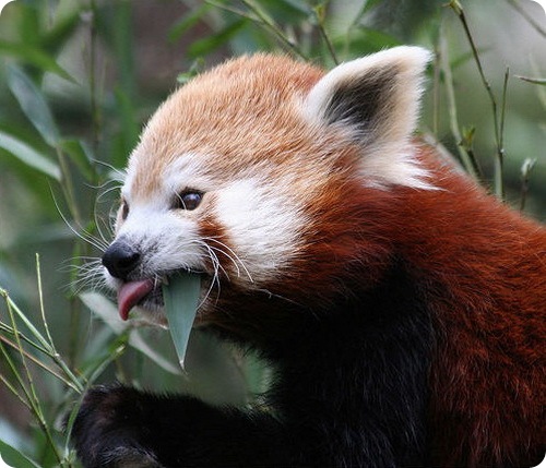 Красная панда (лат. Ailurus fulgens)