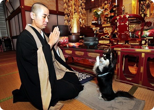 Собака монах
