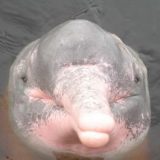 Амазонский дельфин
