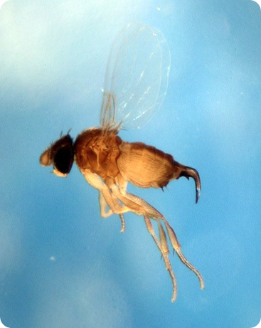 Мухи-фориды привращают муравьев в Зомби