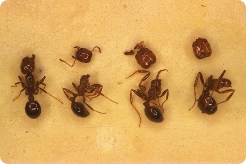 Мухи-фориды привращают муравьев в Зомби