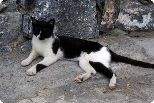 Критские кошки