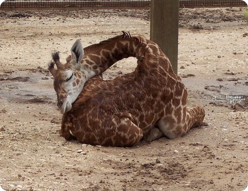 Как спит жираф ?