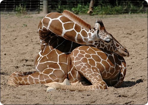 Как спит жираф ?