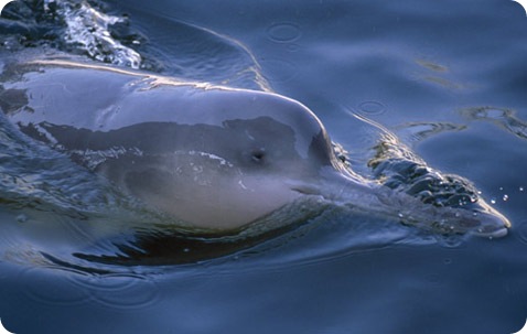 Байцзи - китайский речной дельфин.