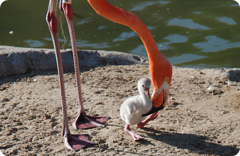 Оперившийся птенец фламинго принимает первые солнечные ванны