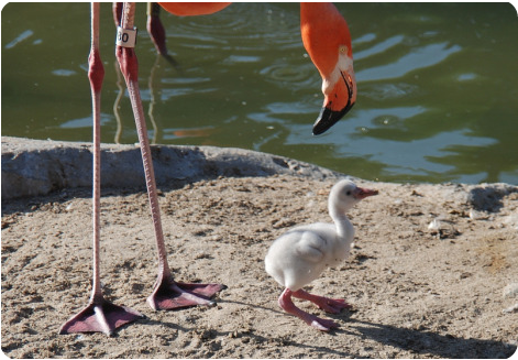 Оперившийся птенец фламинго принимает первые солнечные ванны