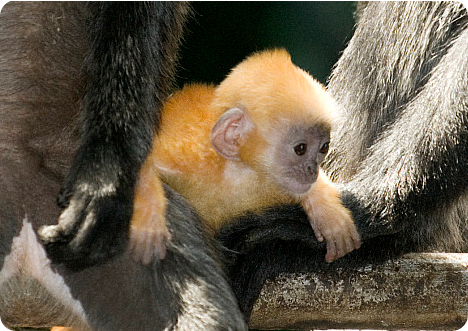 Познакомьтесь с малышом-лангуром, увидевшим свет в зоопарке города Коламбус