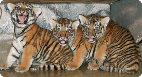 Громкое рычание тигрят-тройняшек
