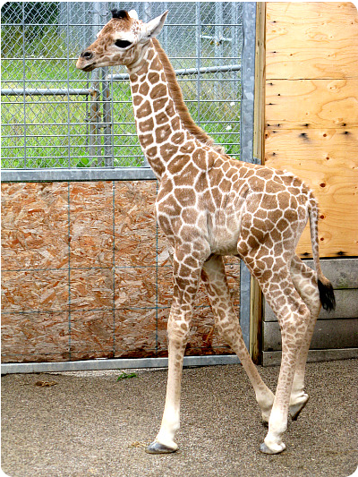 Двухмесячный детёныш жирафа зоопарка Биндер