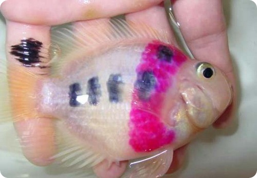 Татуированные рыбы