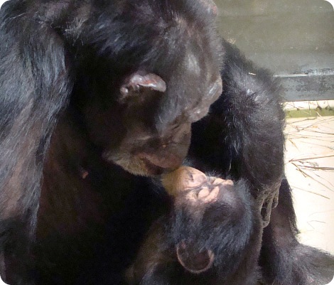 Кроха шимпанзе дебютирует в зоопарке Оклахомы