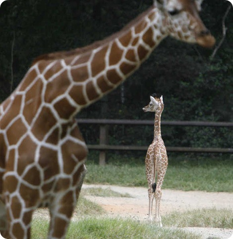 Детеныш жирафа в зоопарке Ривербанк подрос