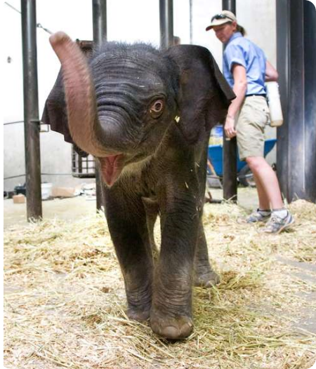 Альбукерк радуется появлению на свет малыша-слоненка