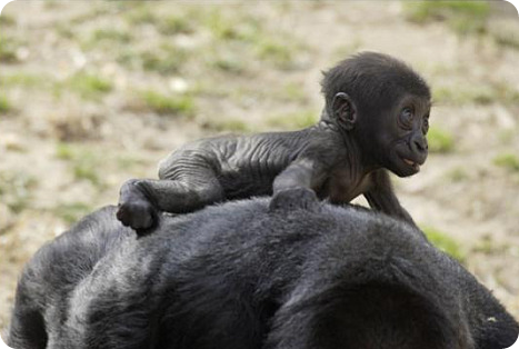 Кибиби – игривая малютка-горилла