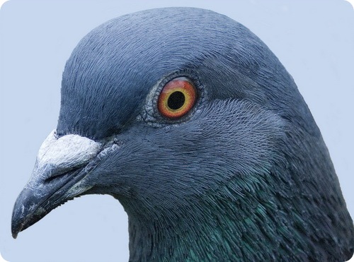 10 малоизвестных фактов о голубе