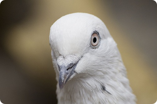 10 малоизвестных фактов о голубе