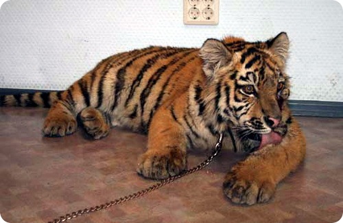 Помогите спасти тигренка Жору!